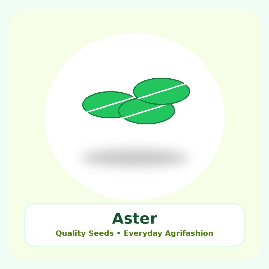 Aster Seeds 250 Seeds