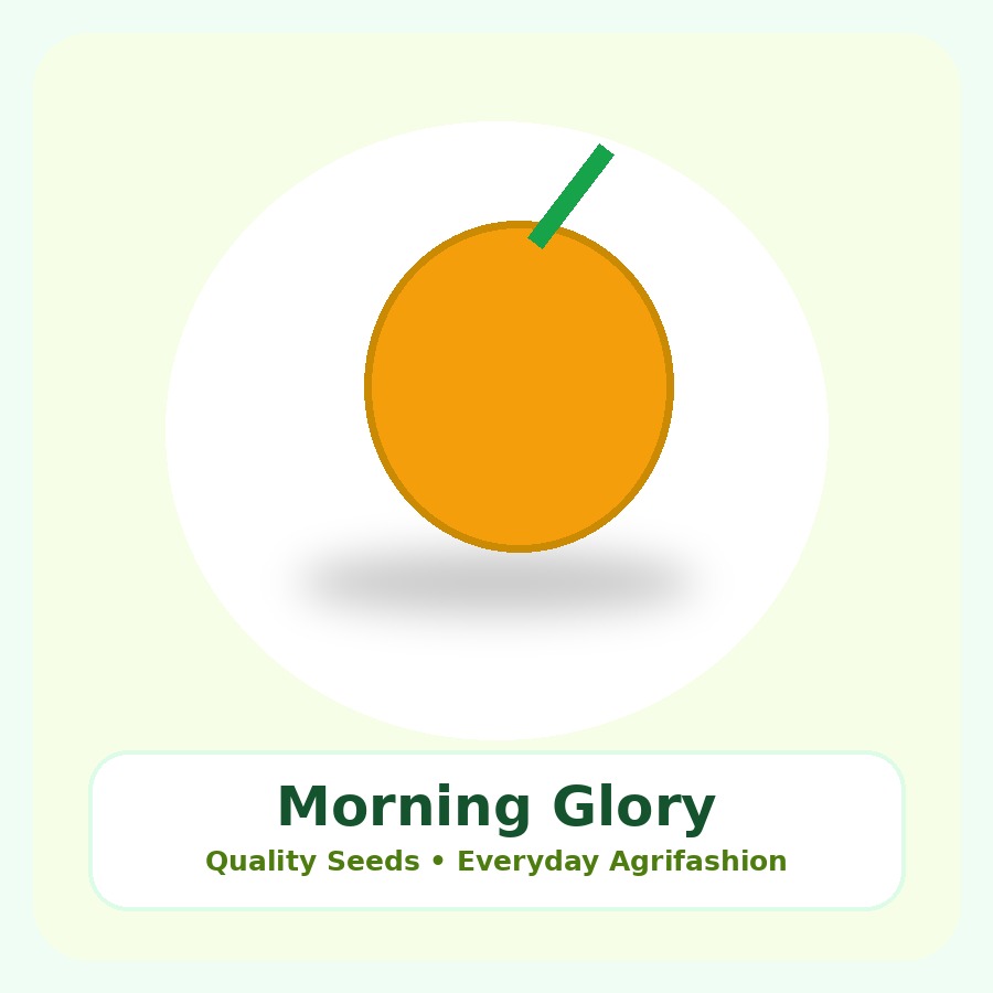 Morning Glory Seeds 100 Seeds